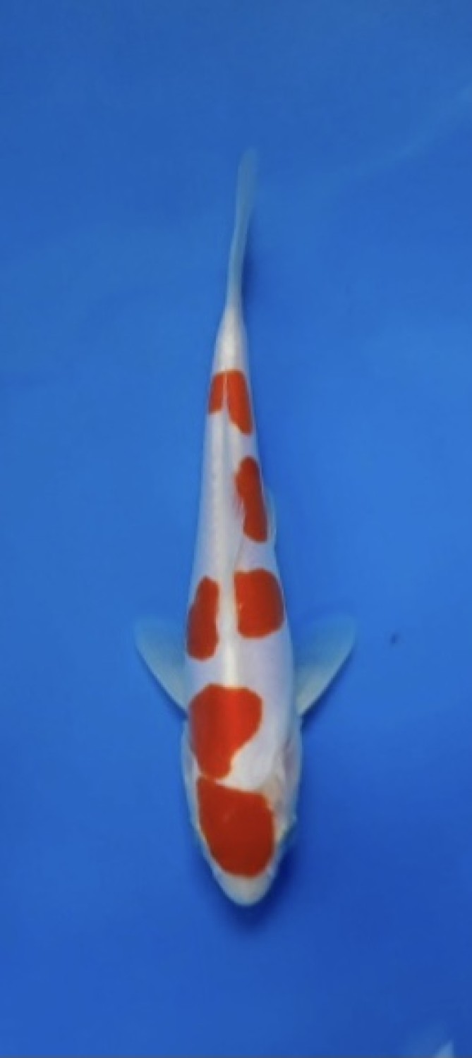 Juara 1