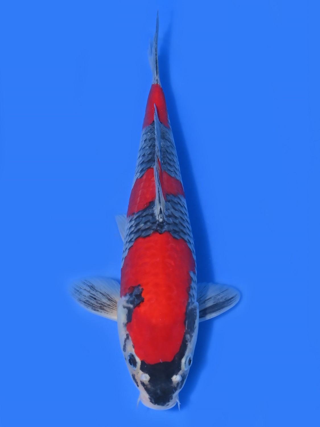 Juara 1