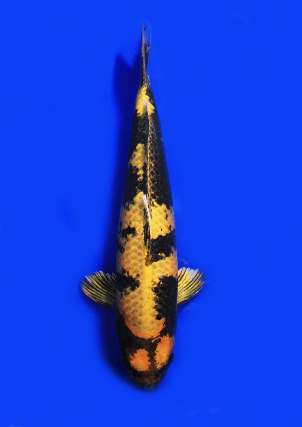 Juara 1