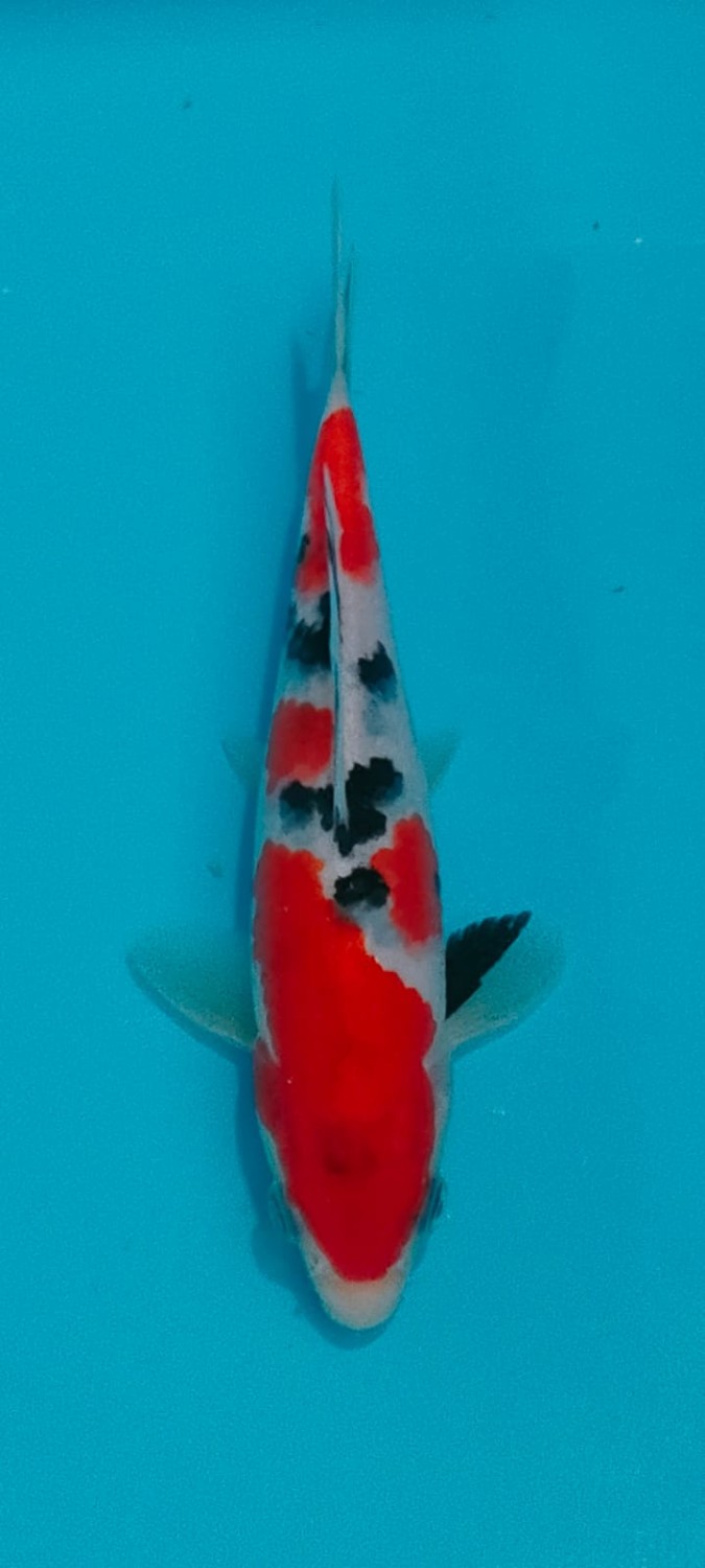Juara 4