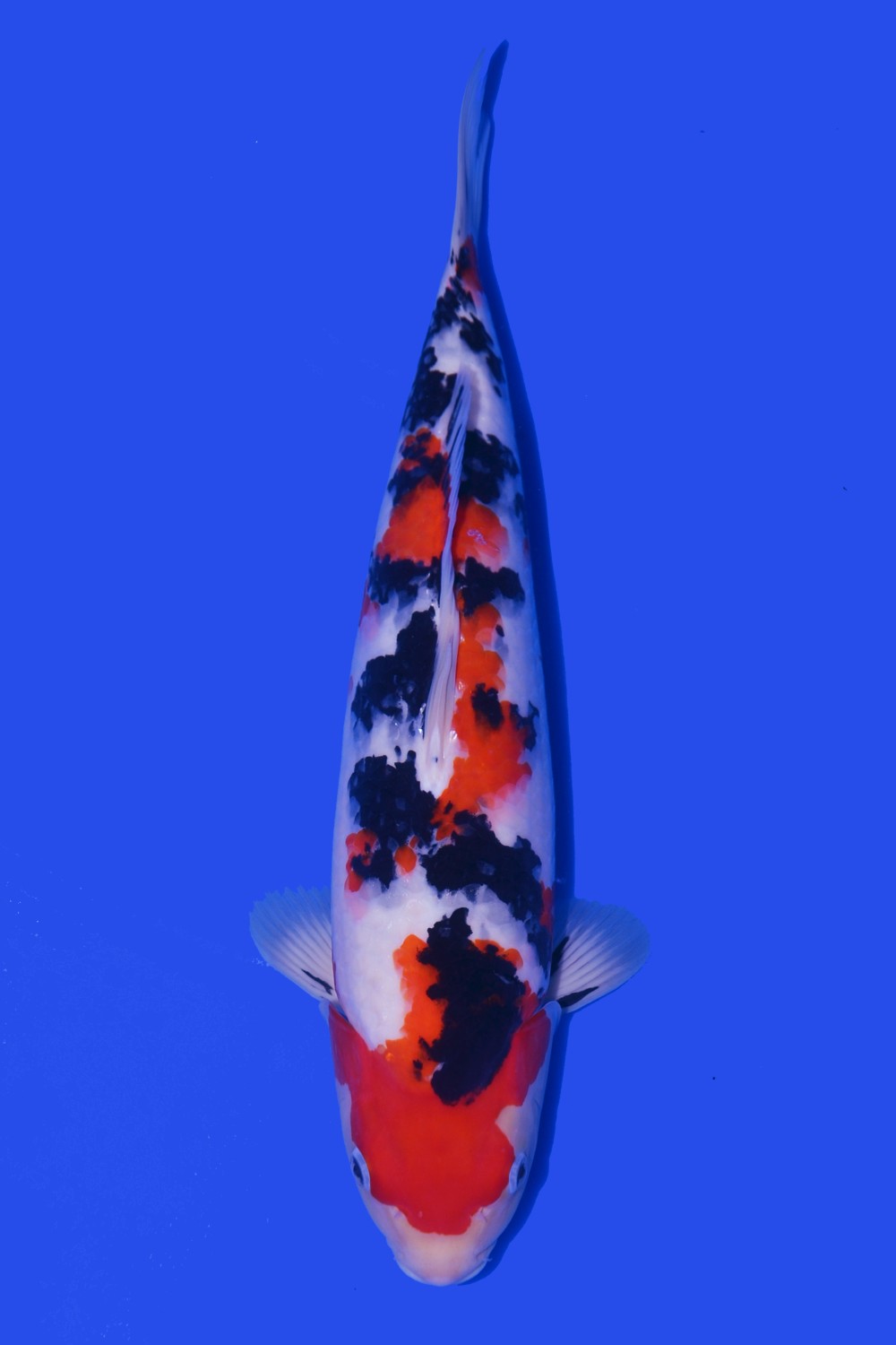 Juara 2