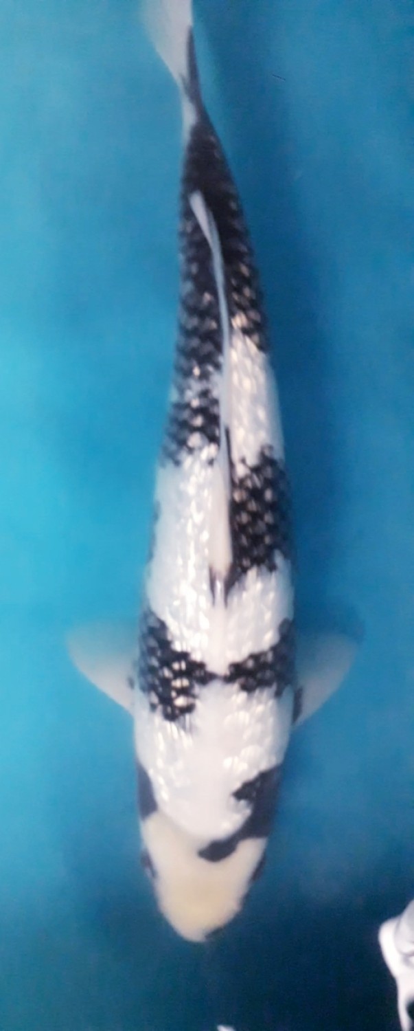 Juara 1