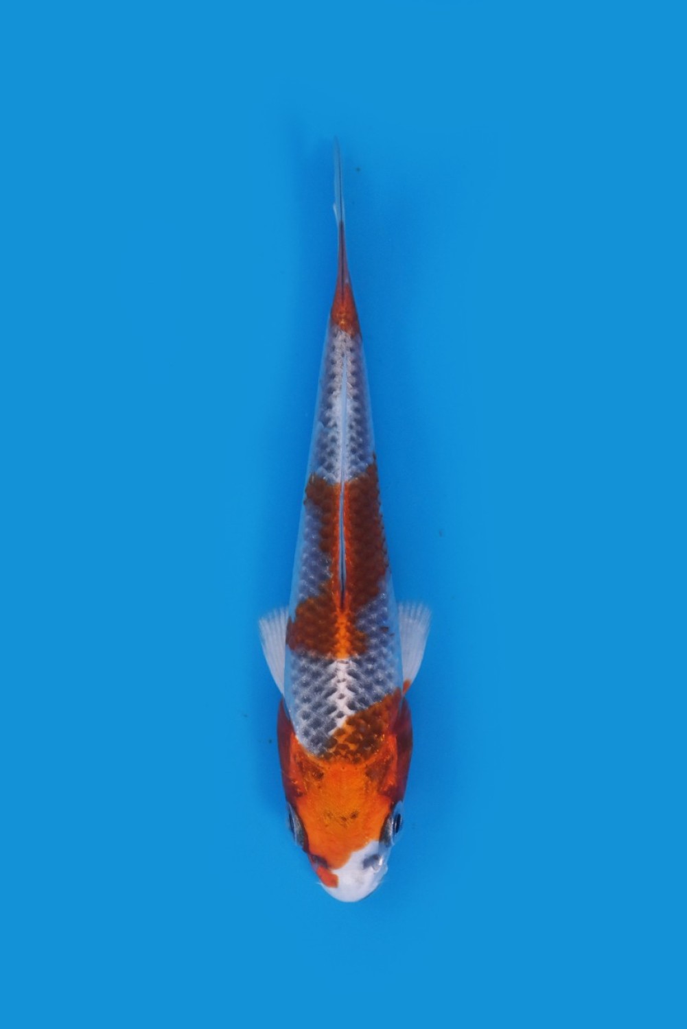 Juara 1