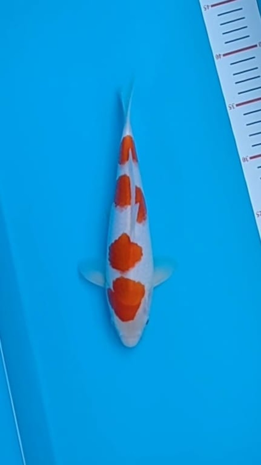 Juara 1