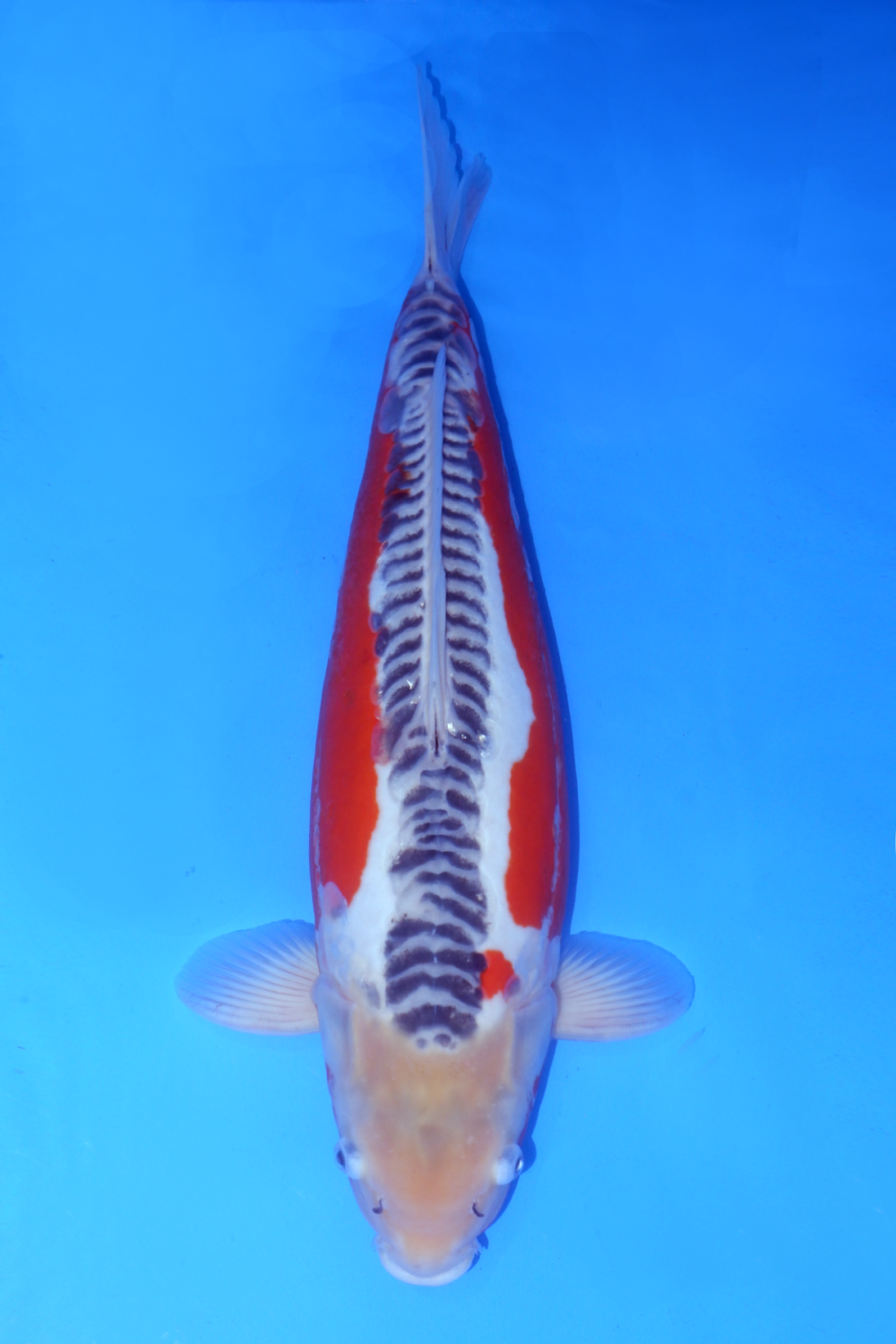 Juara 1