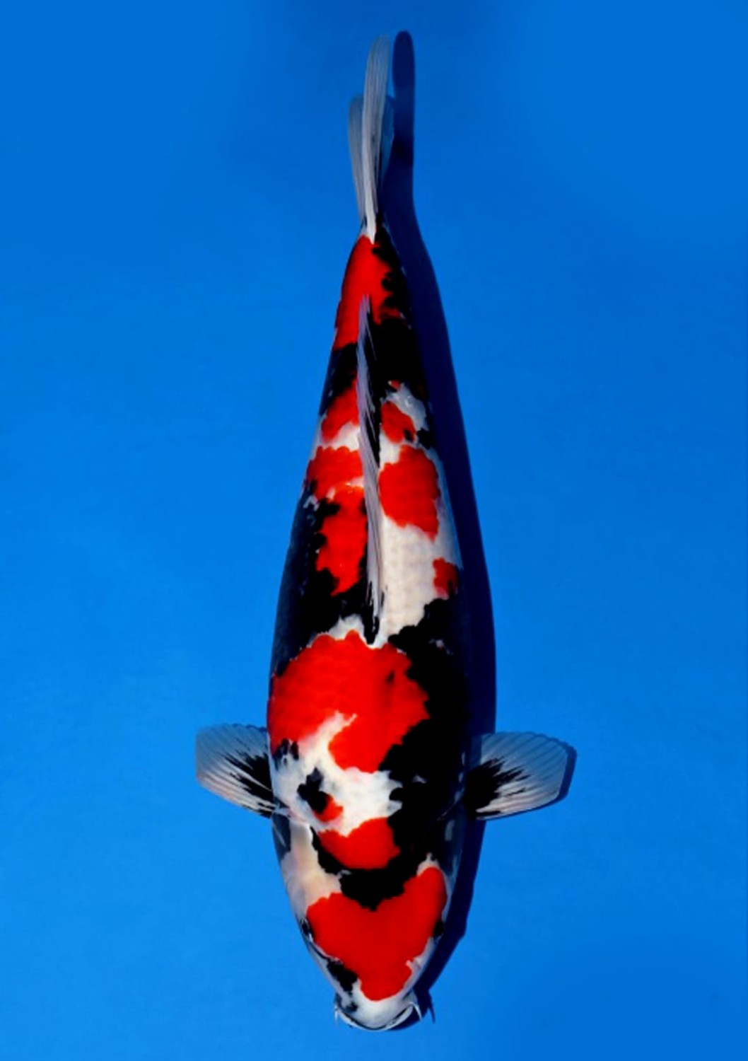 Juara 1