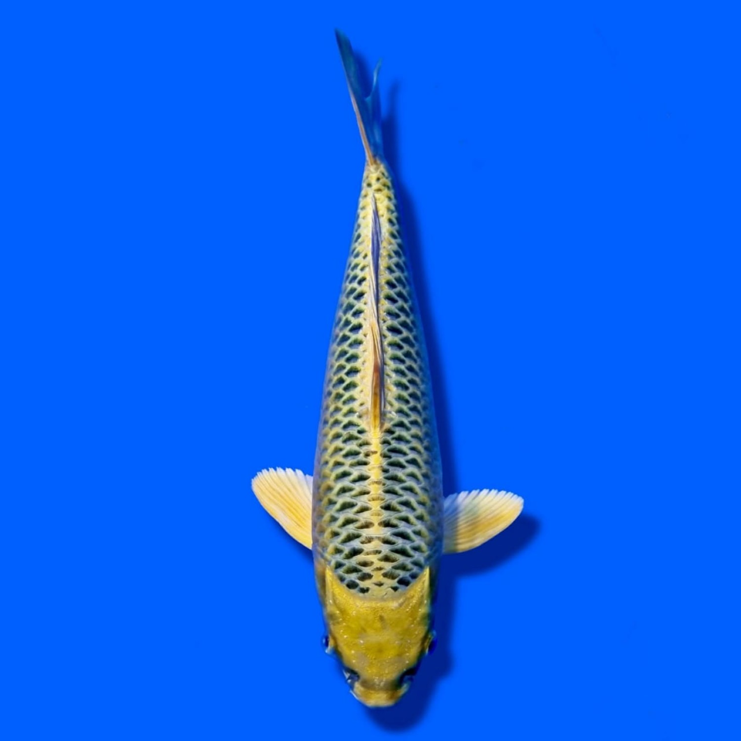 Juara 1