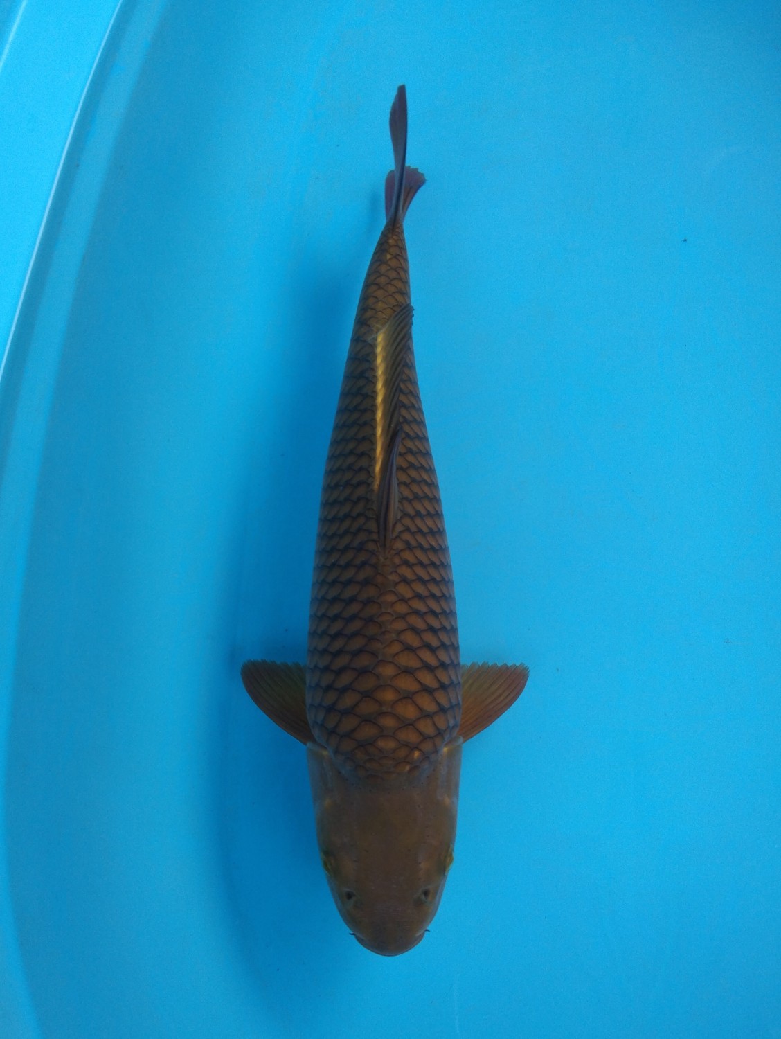 Juara 2