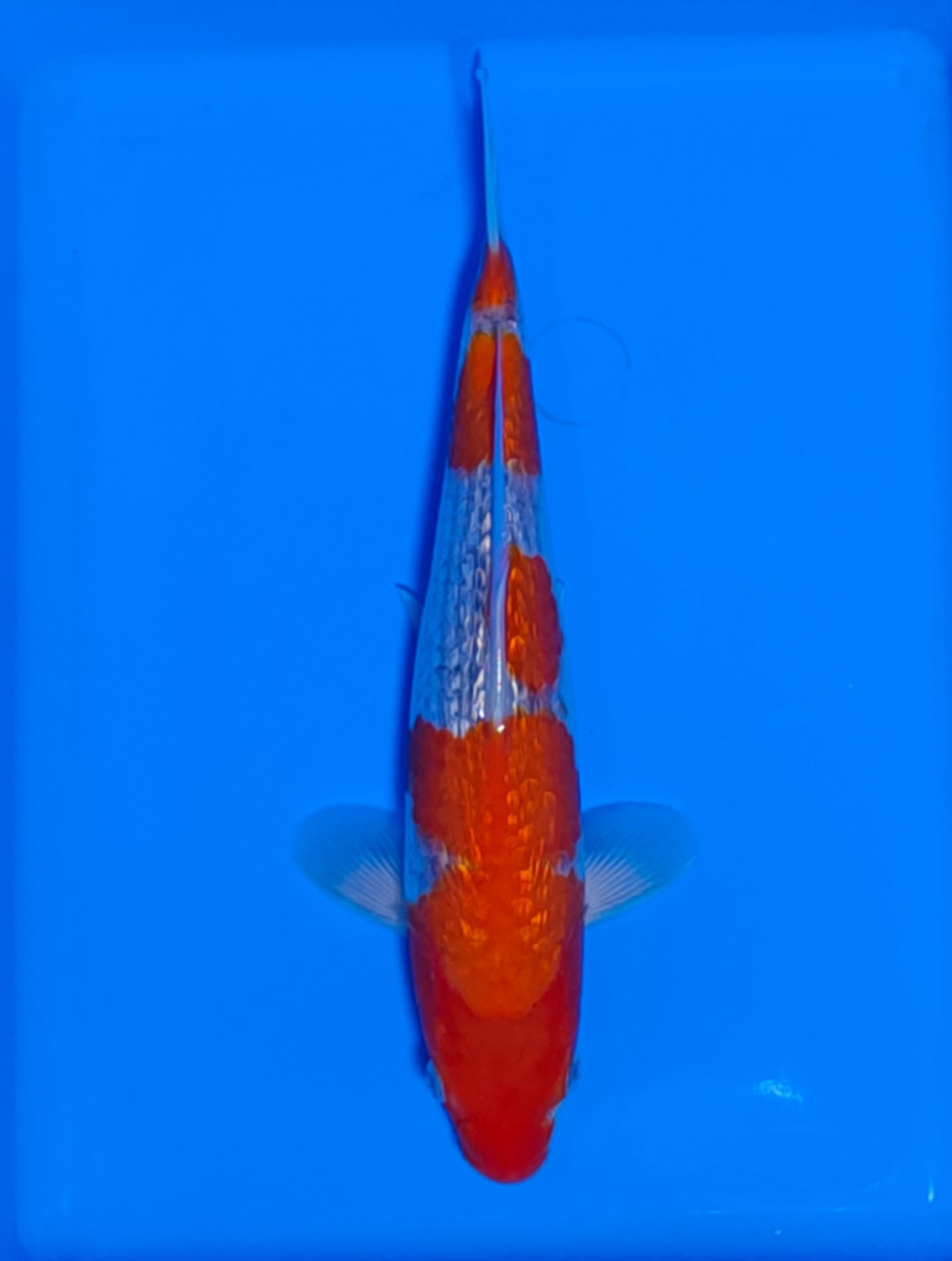 Juara 2