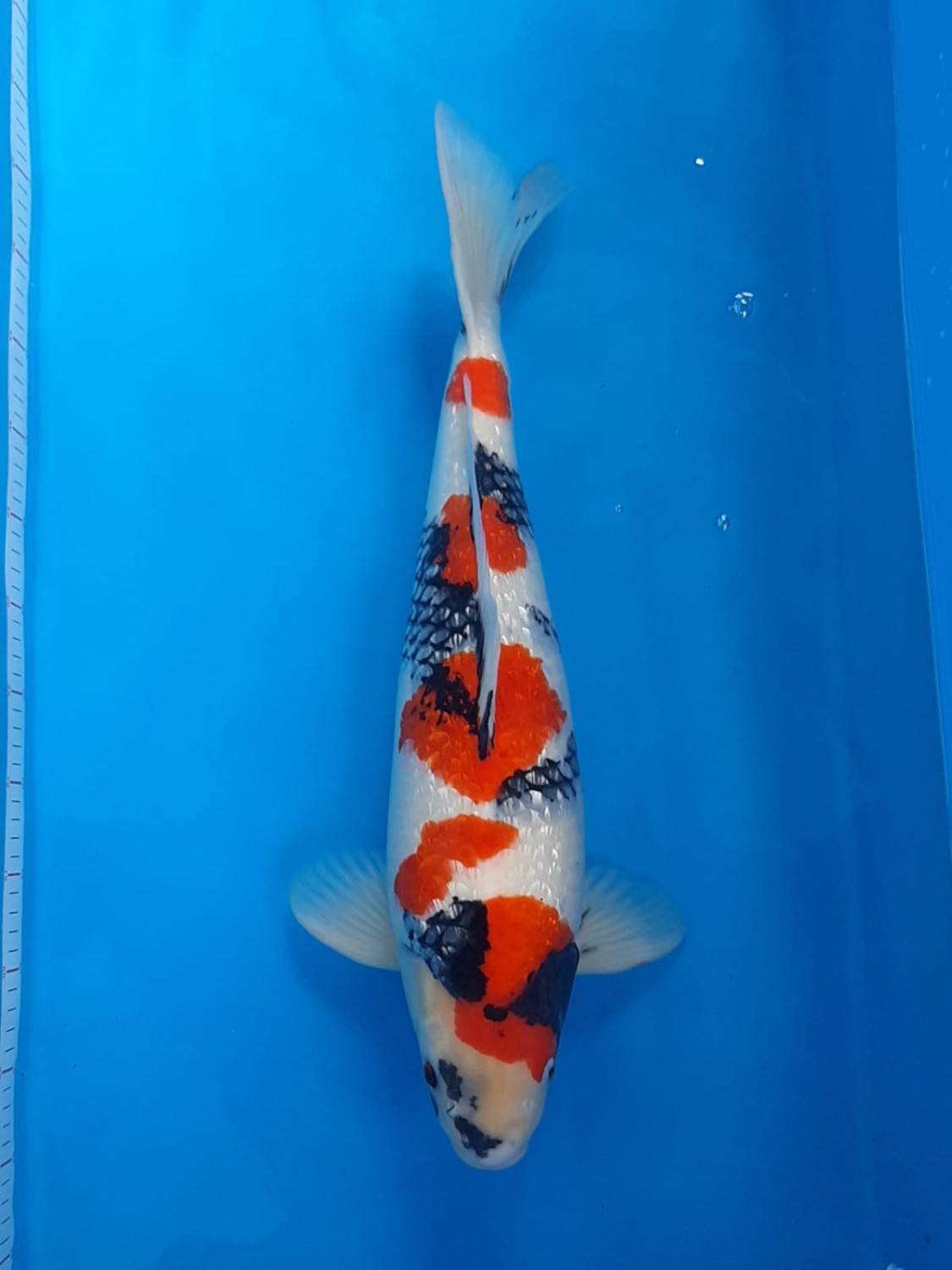 Juara 1
