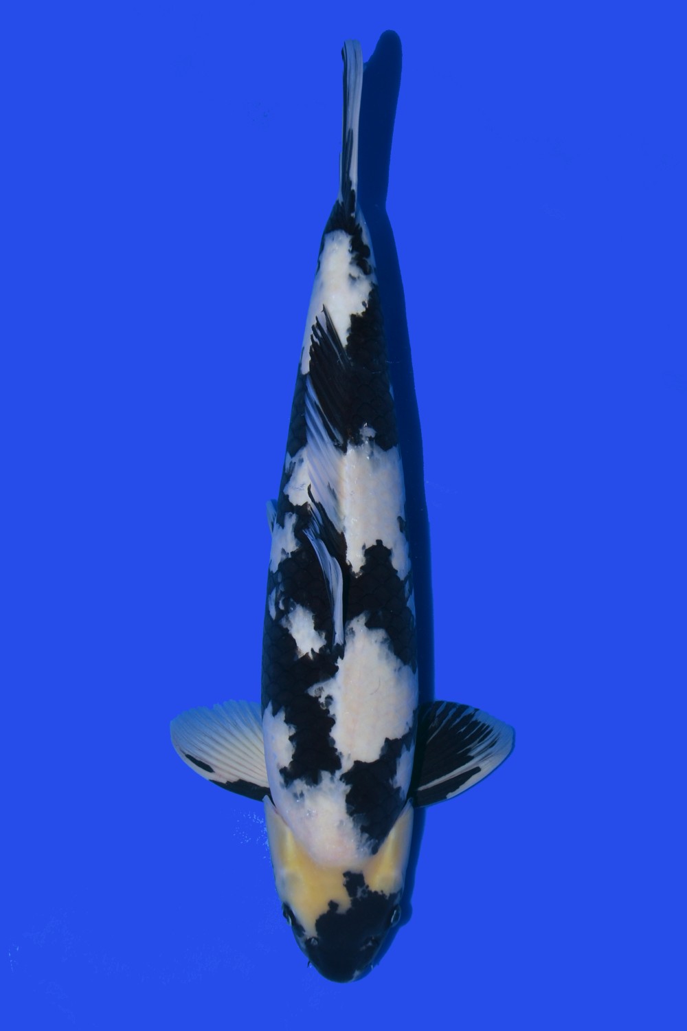 Juara 5