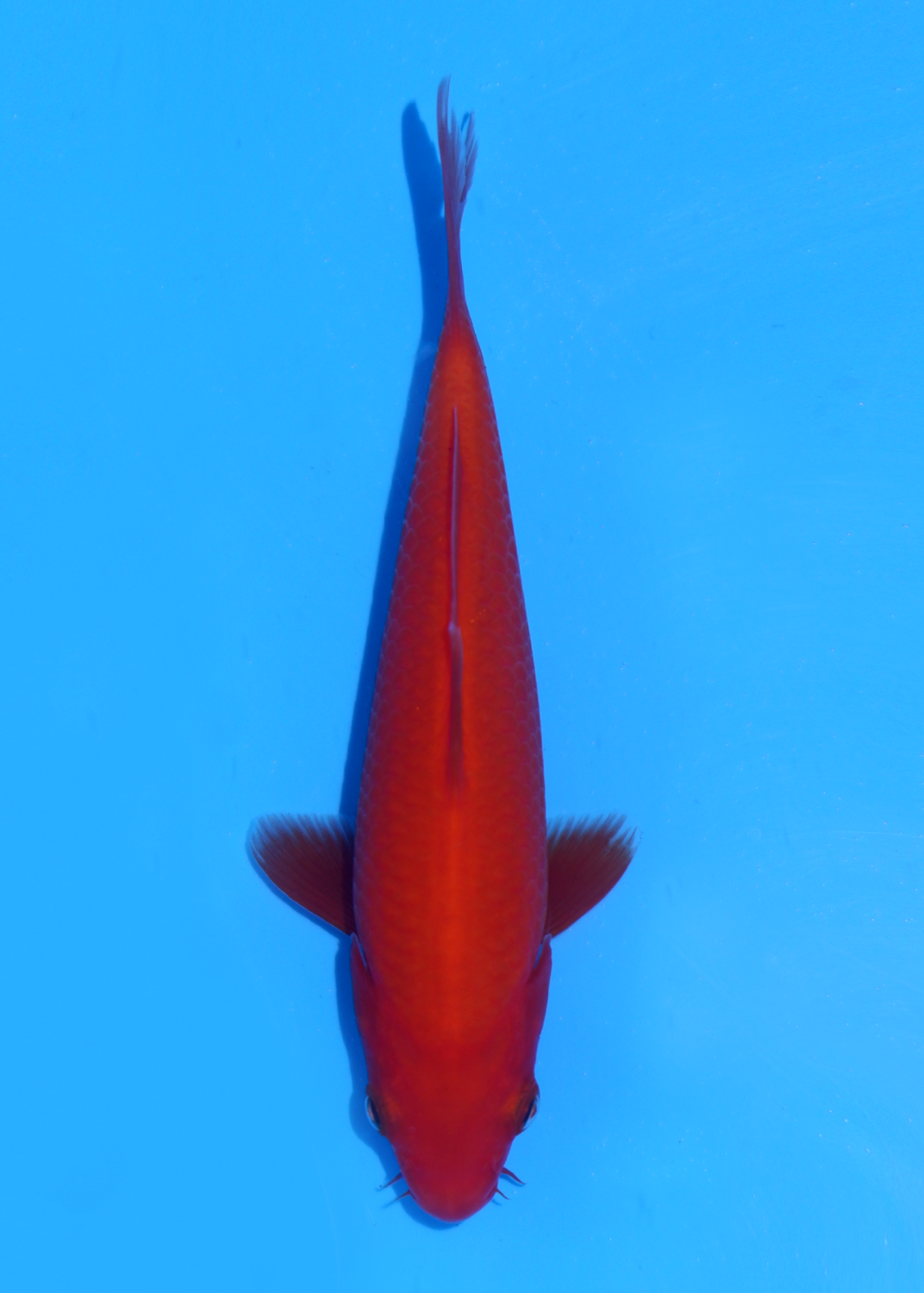 Juara 1