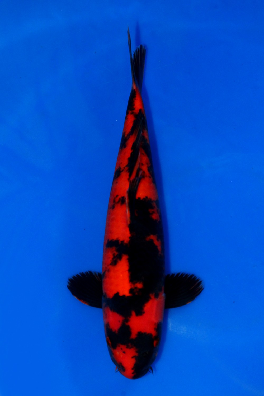 Juara 2
