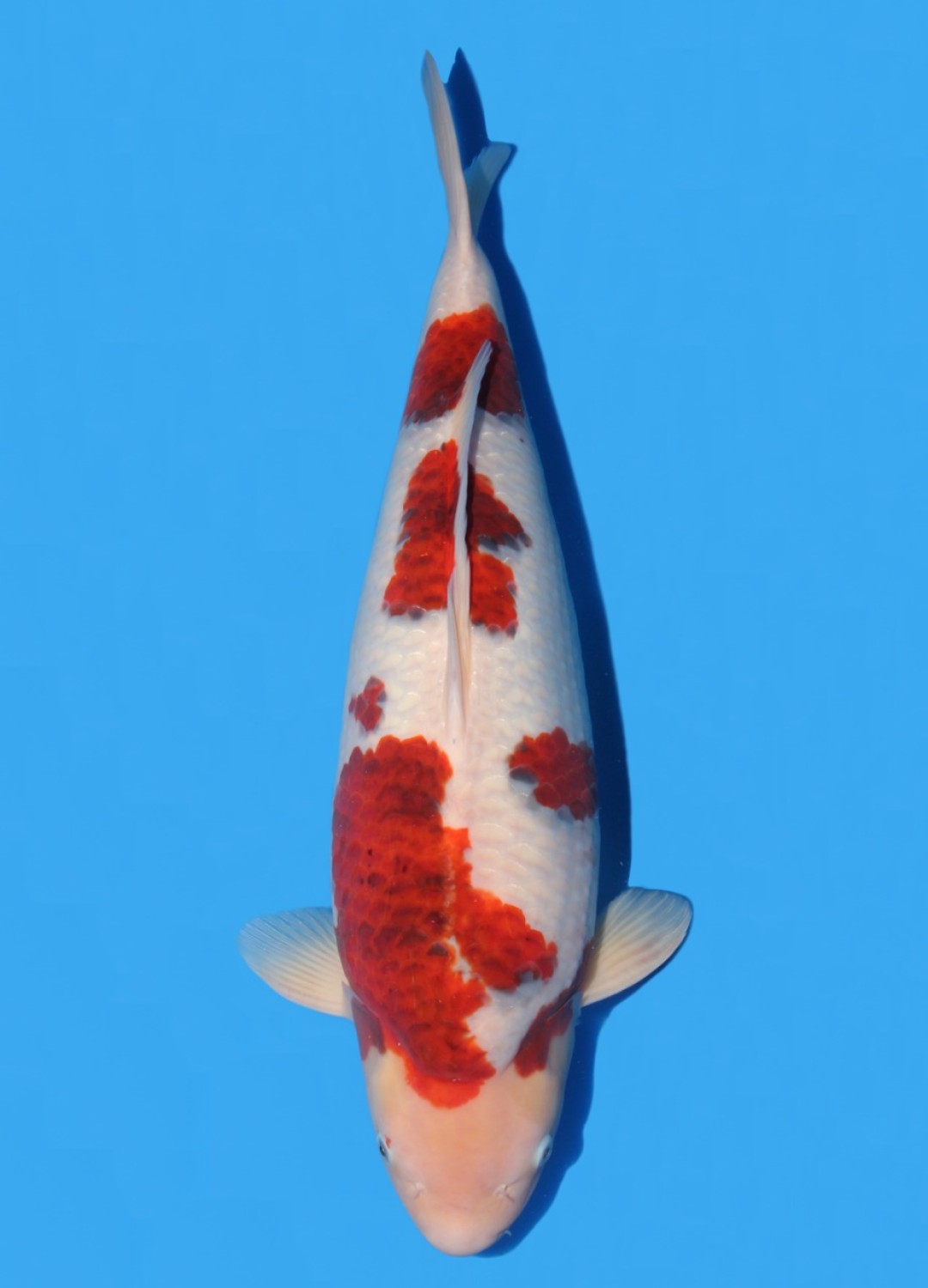 Juara 1