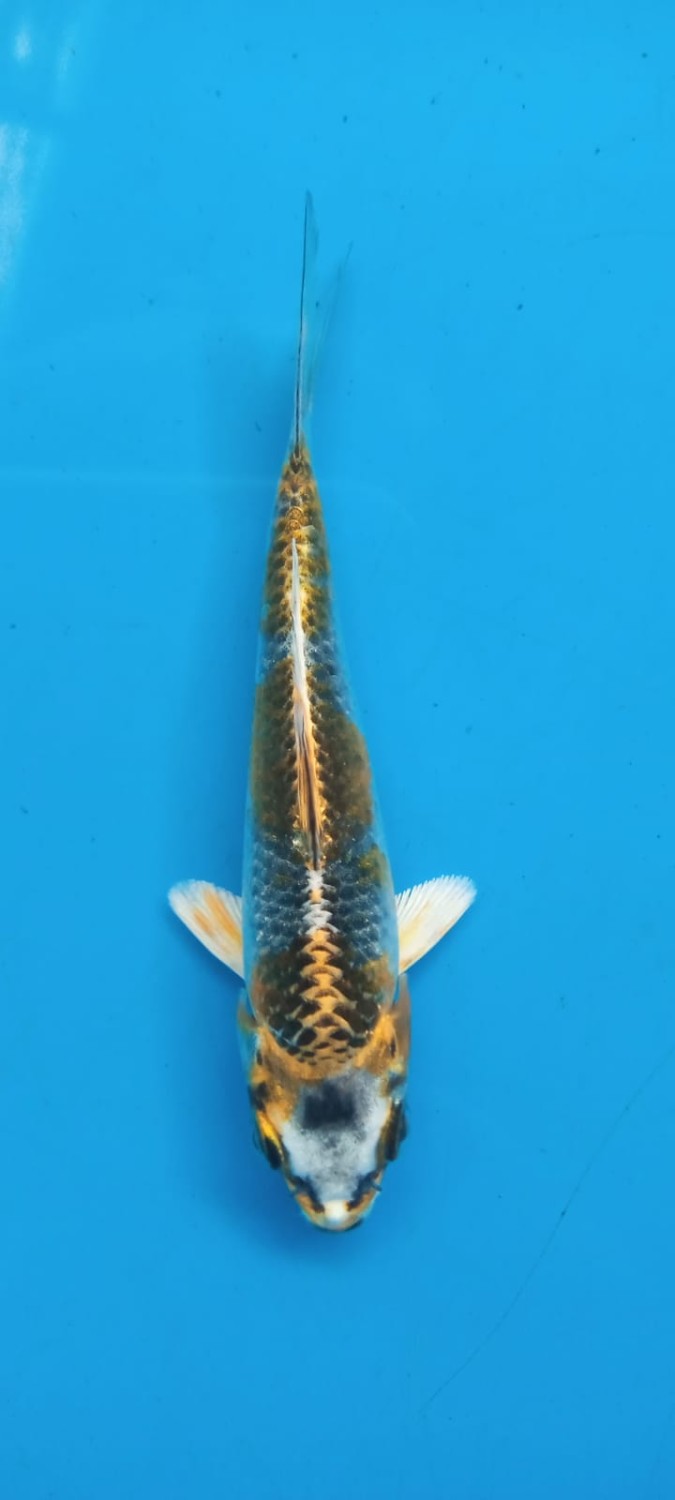 Juara 5