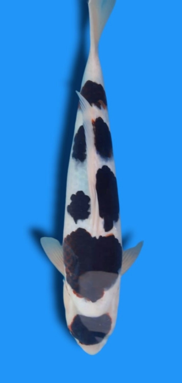 Juara 5