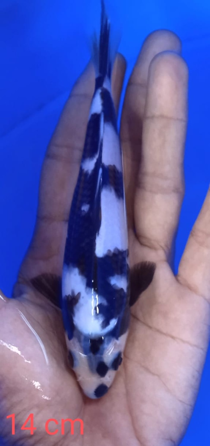 Juara 5