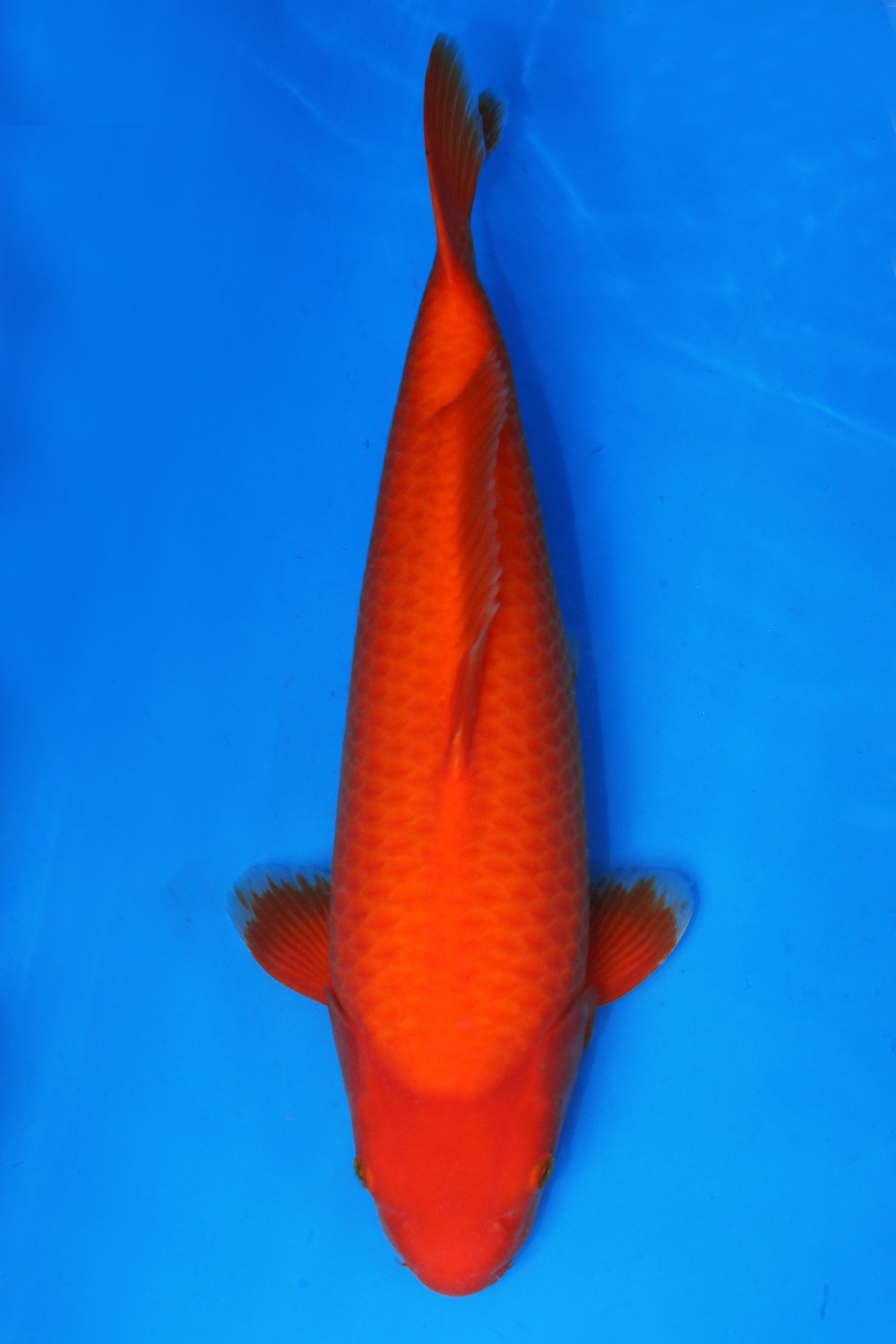 Juara 1