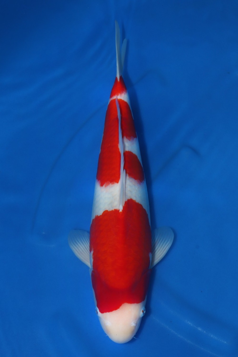 Juara 4