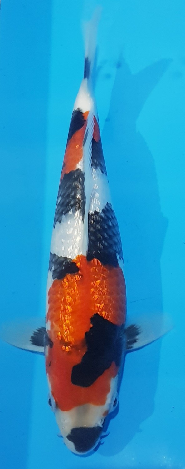 Juara 1