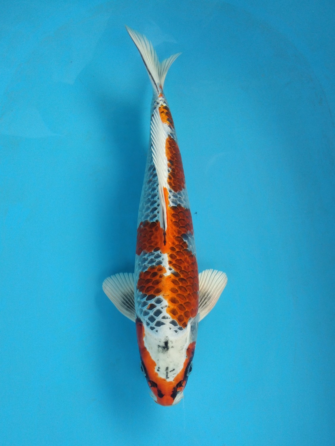Juara 1