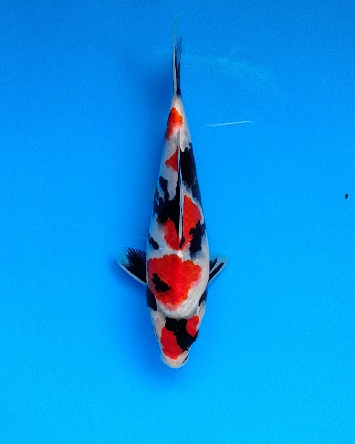 Juara 3