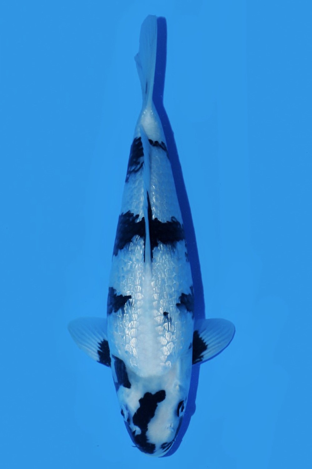 Juara 1