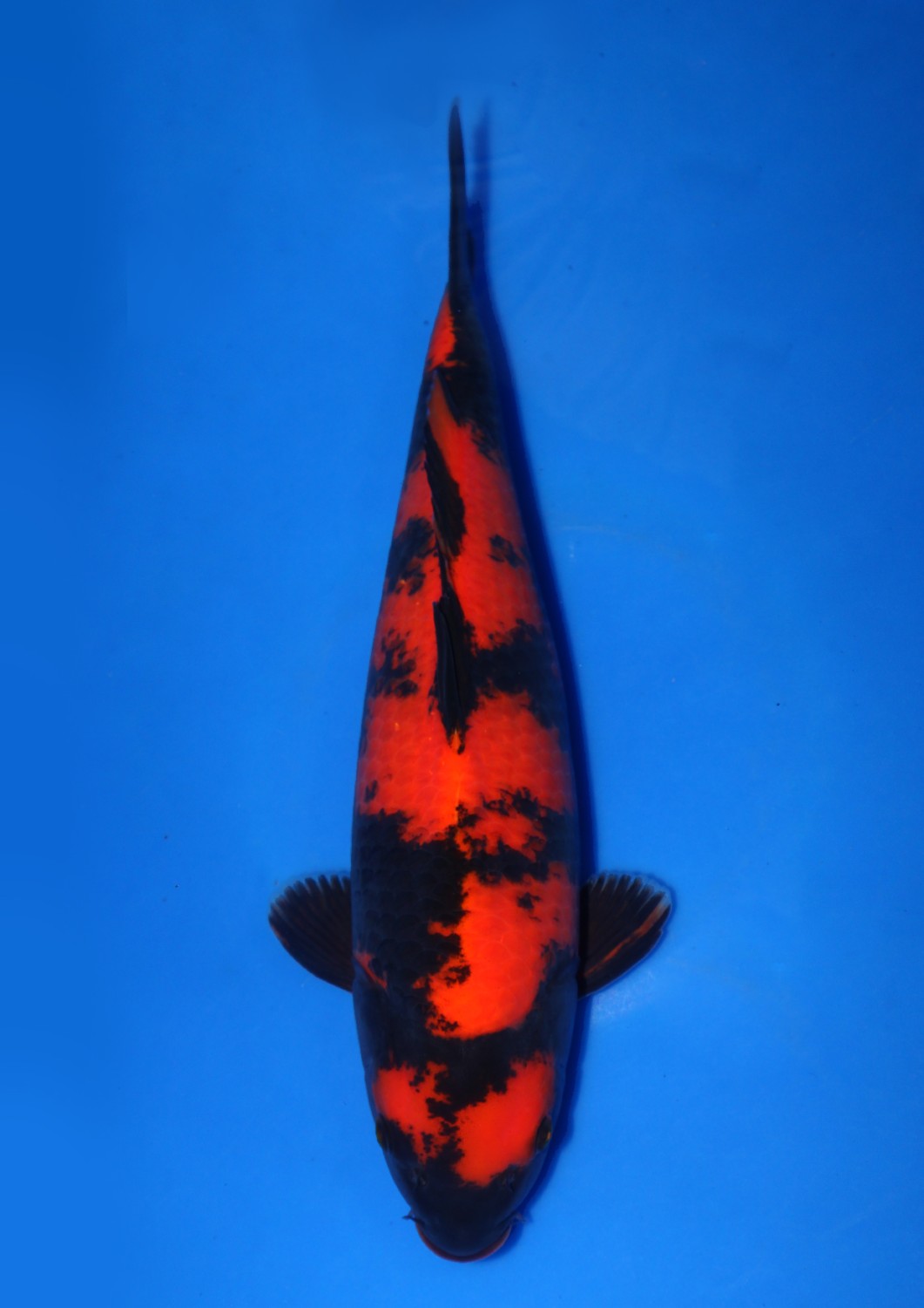Best In Size D 56 - 60 cm