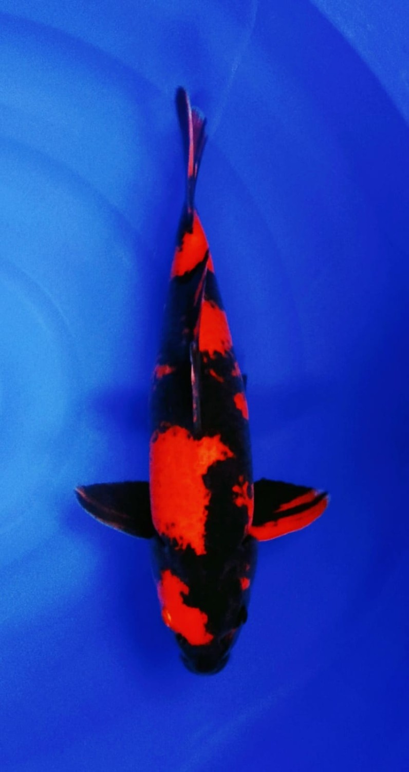 Juara 1