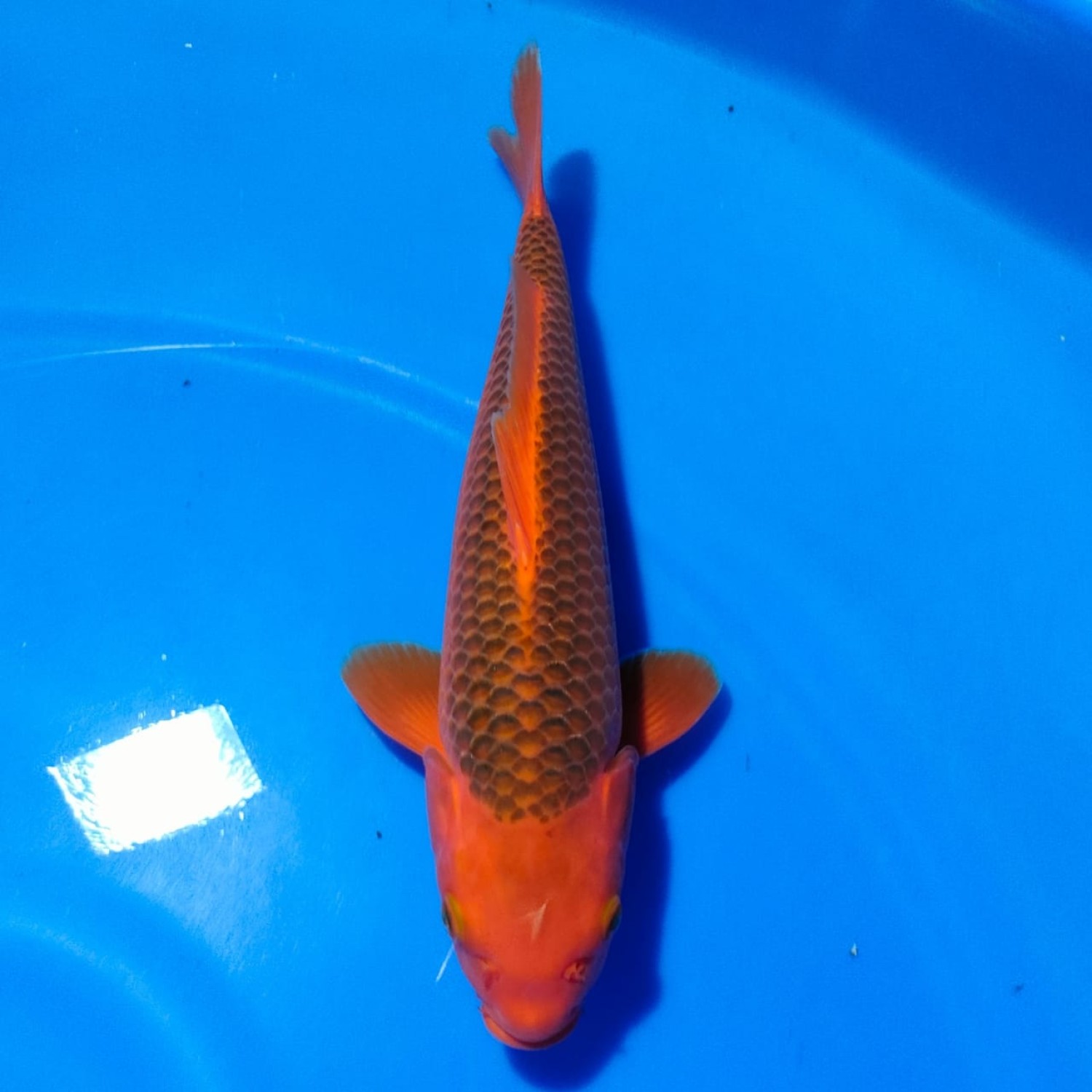 Juara 1