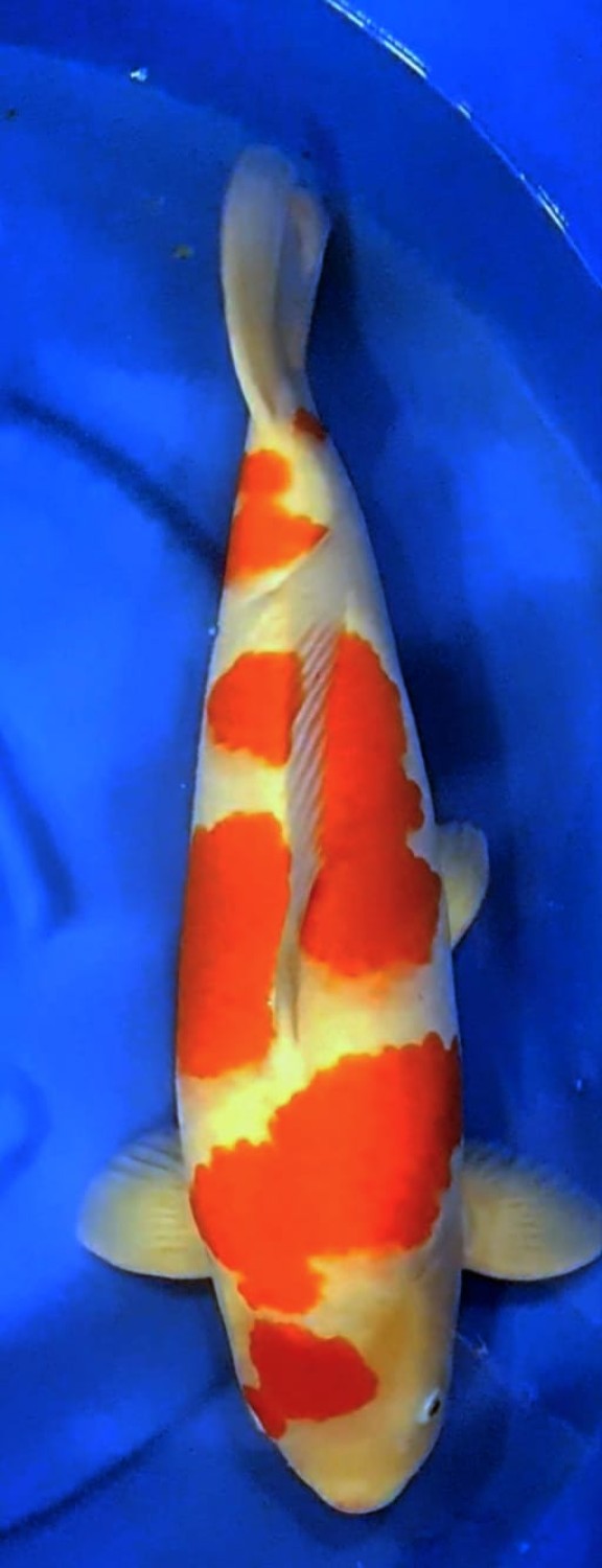 Juara 1