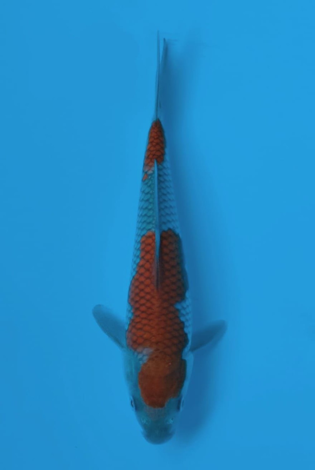 Juara 3