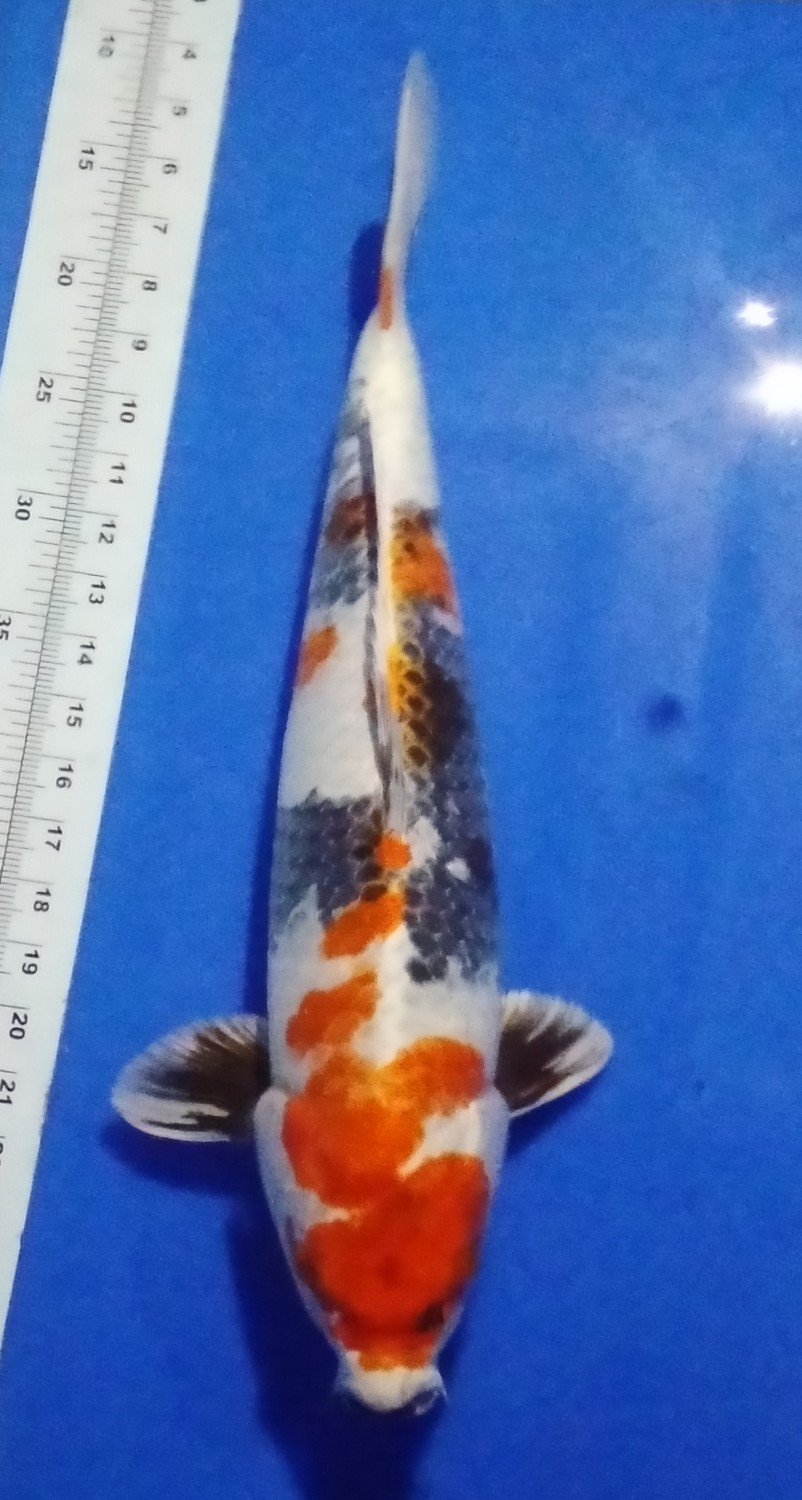 Juara 1