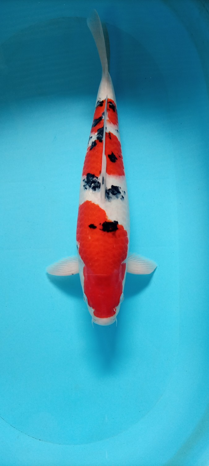 Juara 1