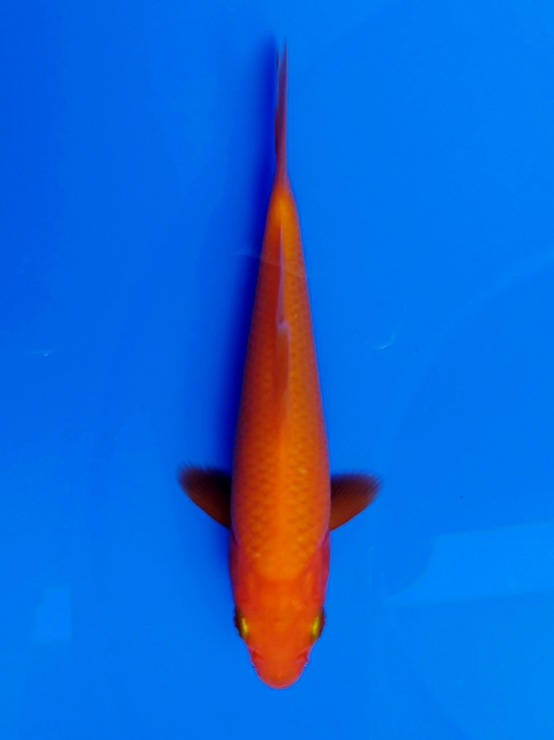 Juara 4