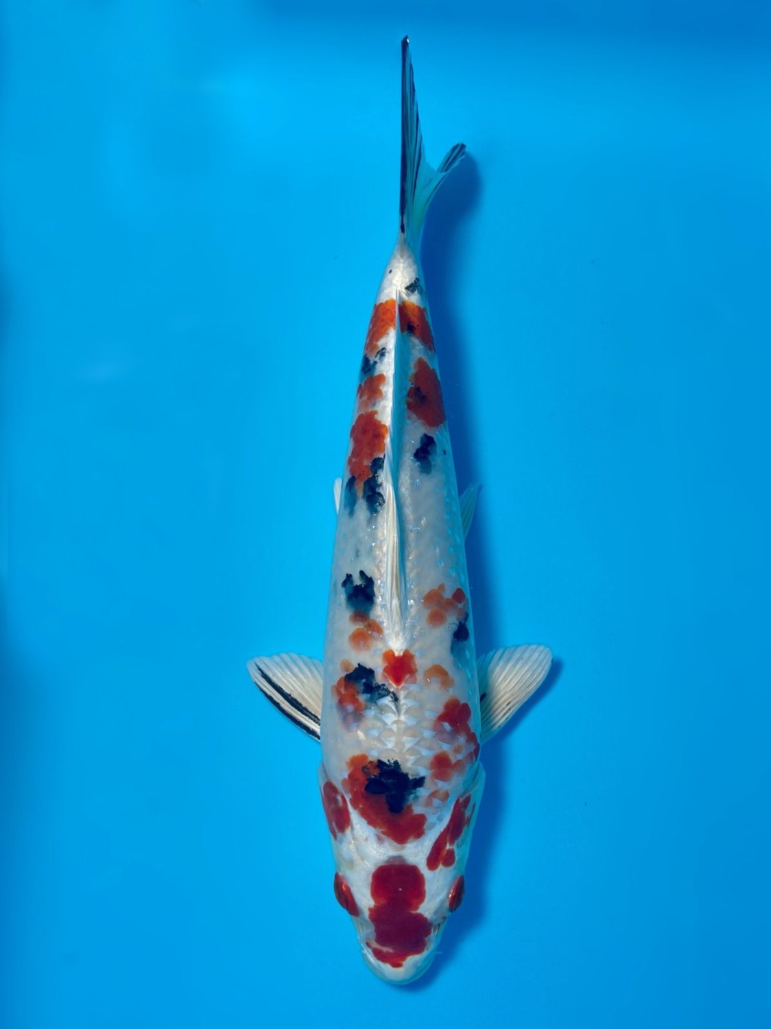 Juara 4