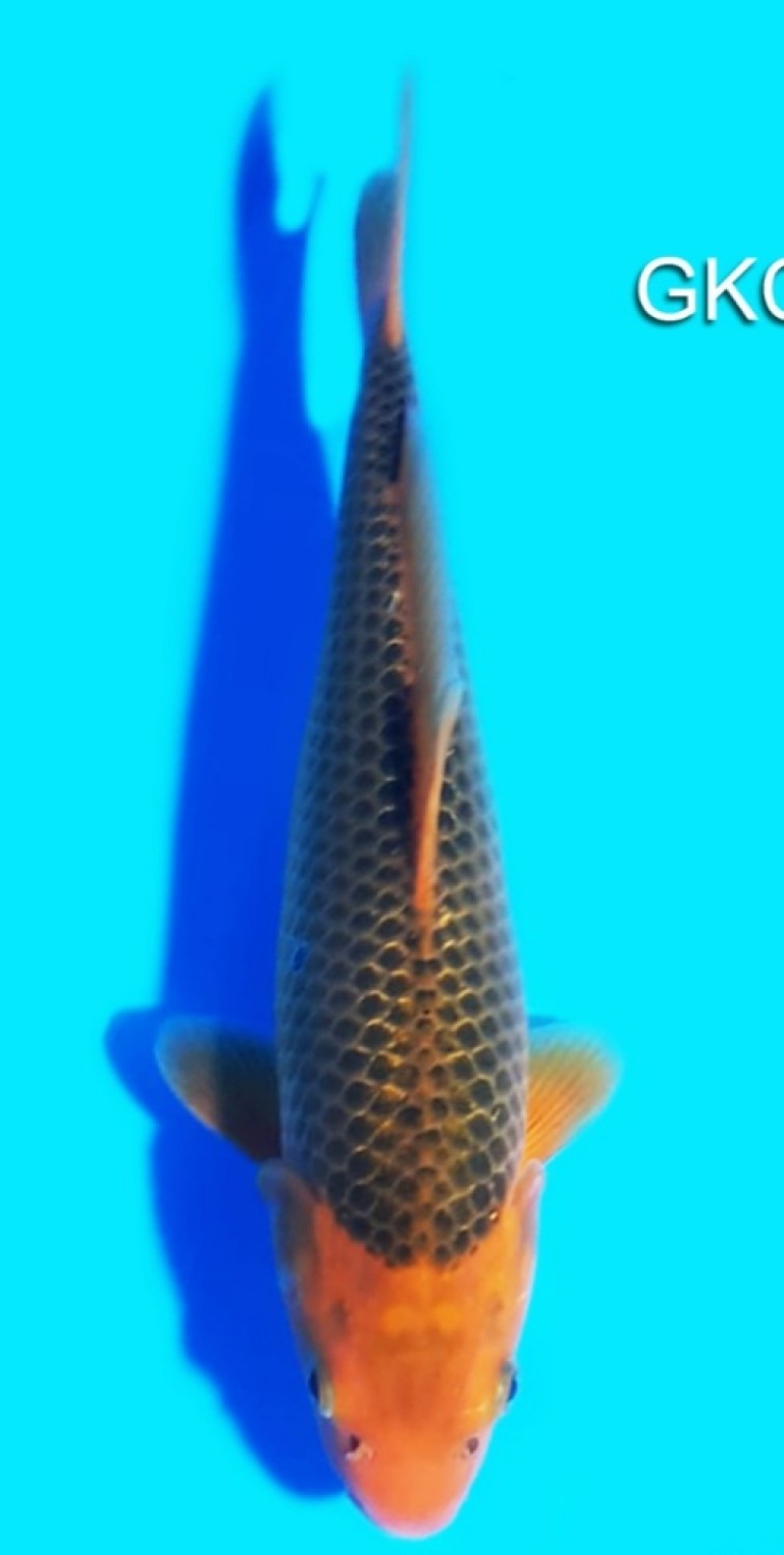 Juara 5