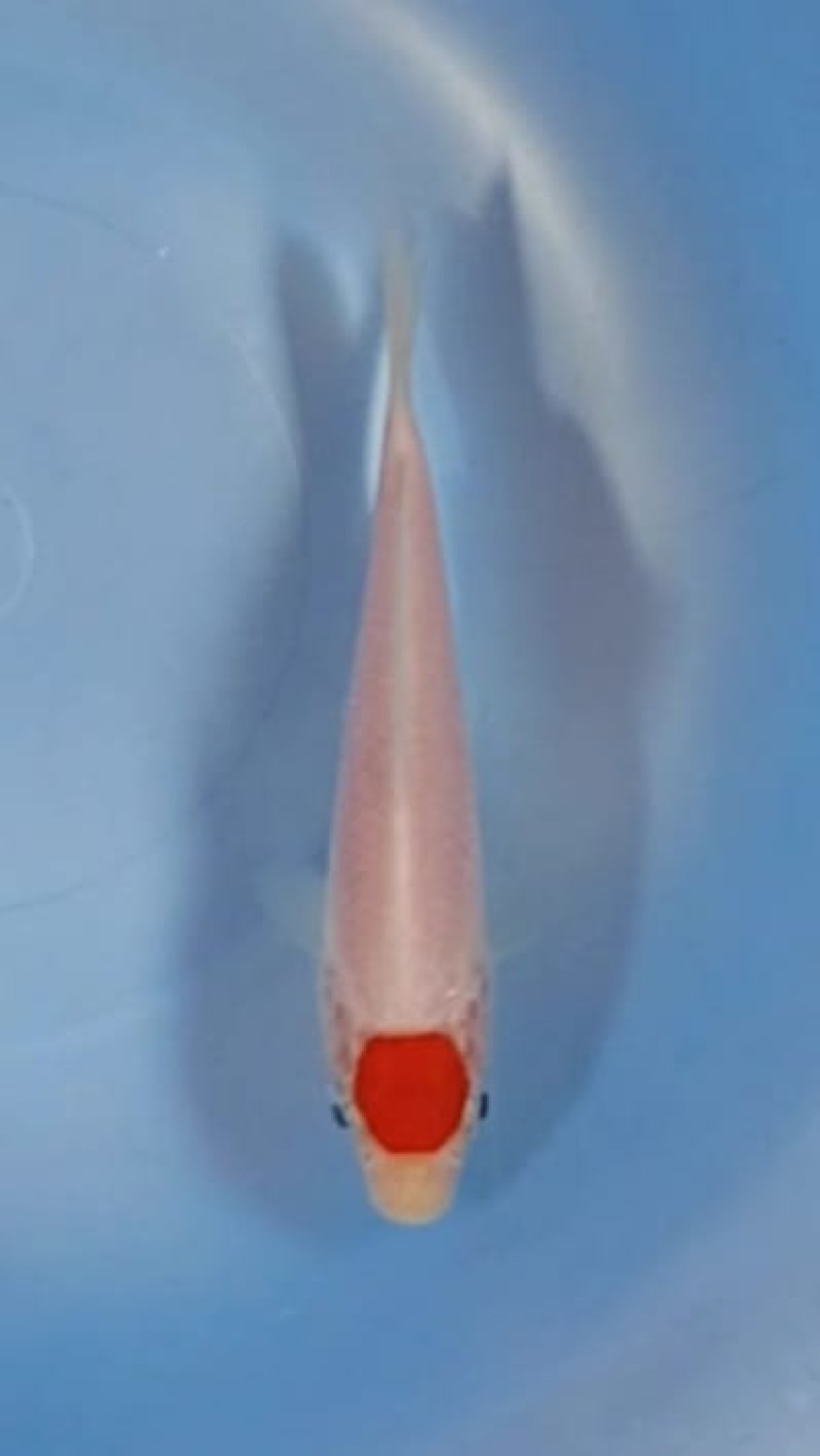 Juara 1