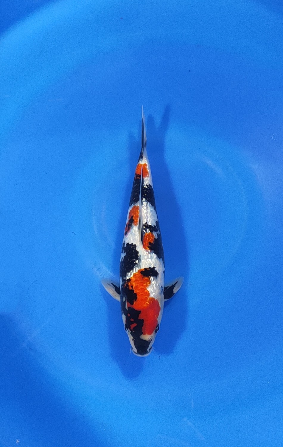 Juara 5