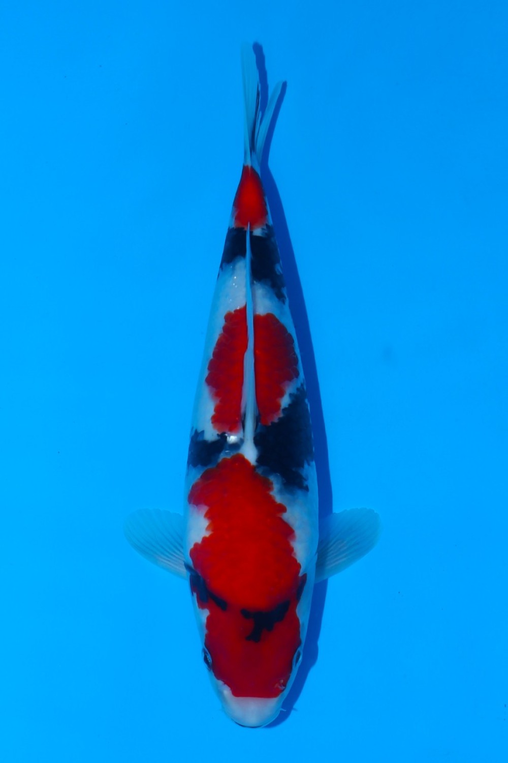 Juara 2