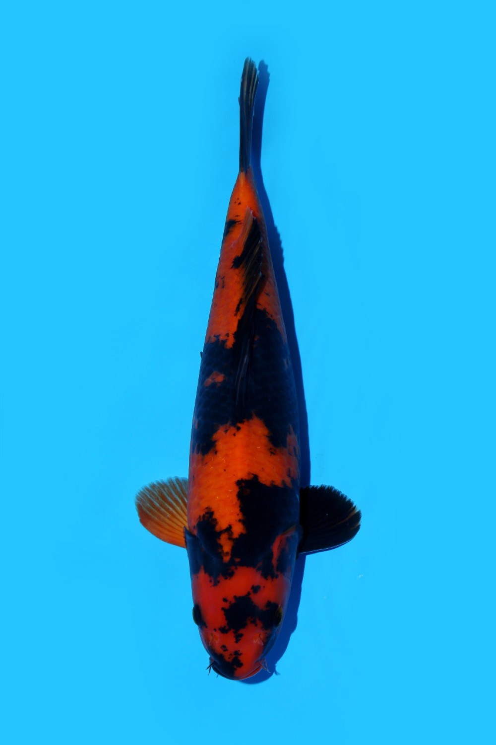 Juara 1