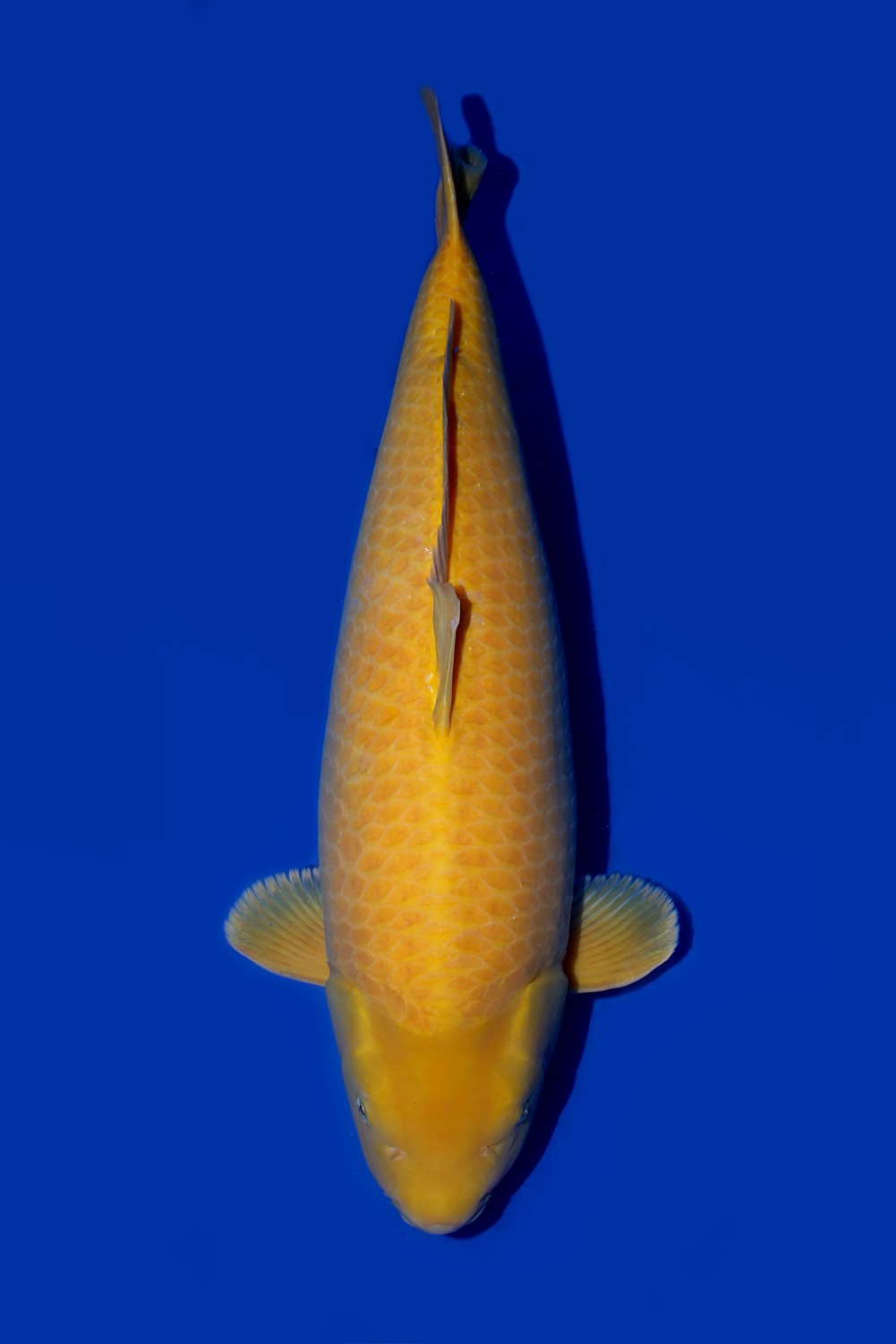 Juara 2