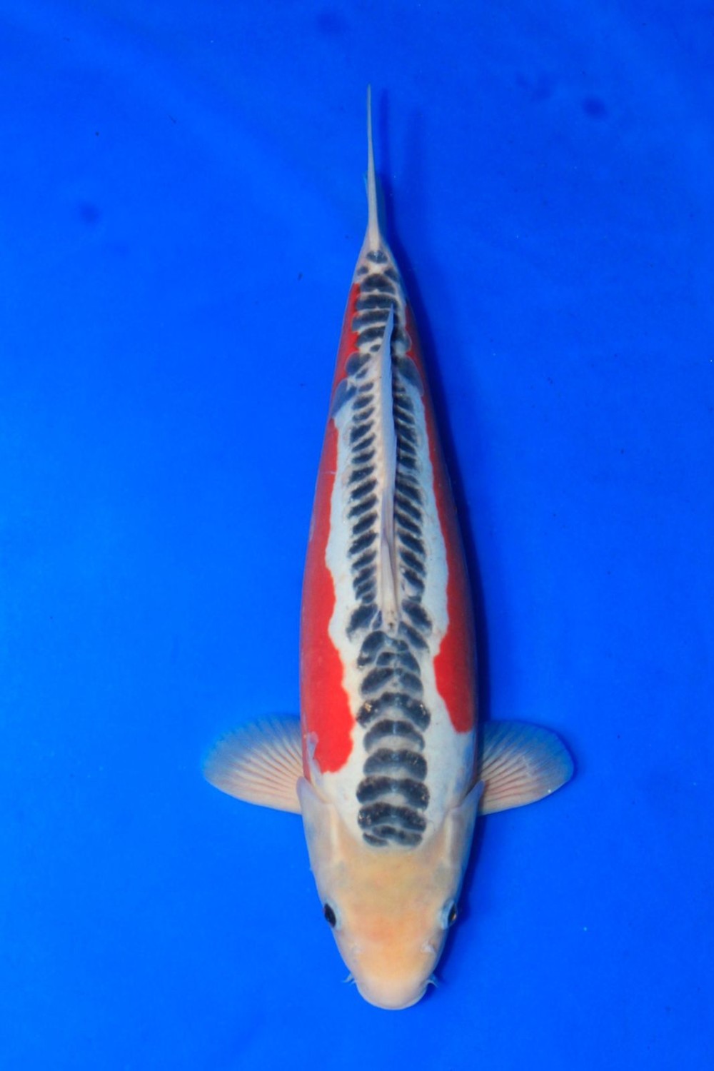 Best In Size D 36 - 40 cm