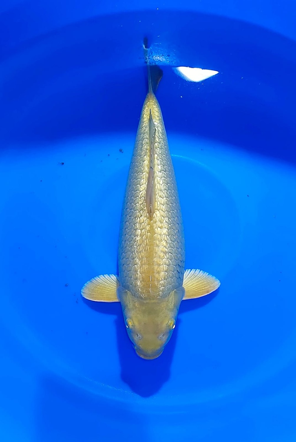 Juara 4