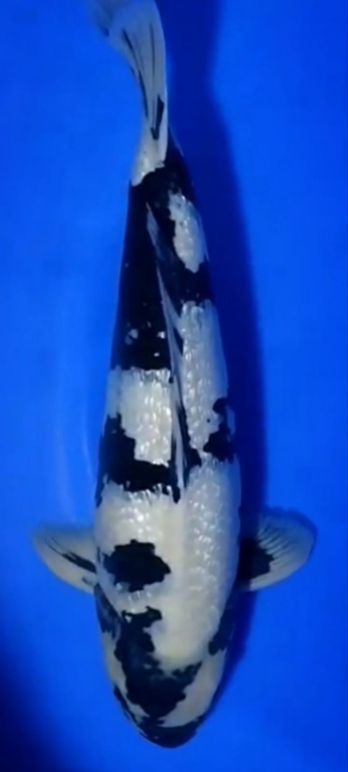 Juara 1
