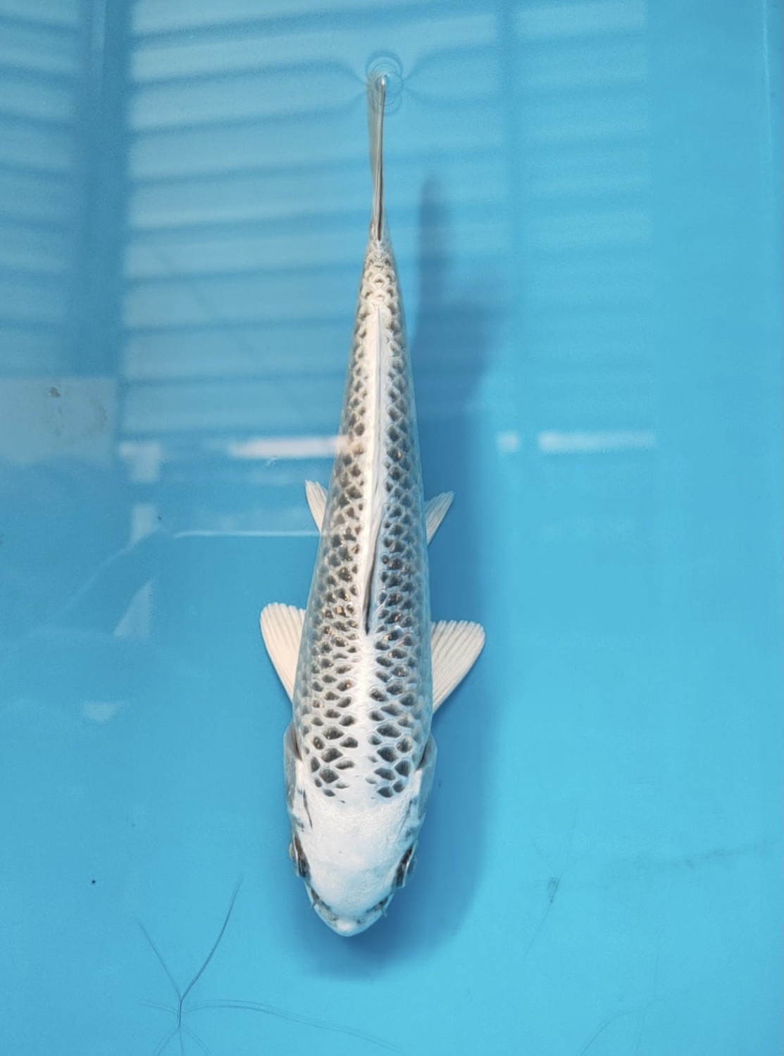 Best In Size E 13-15 cm