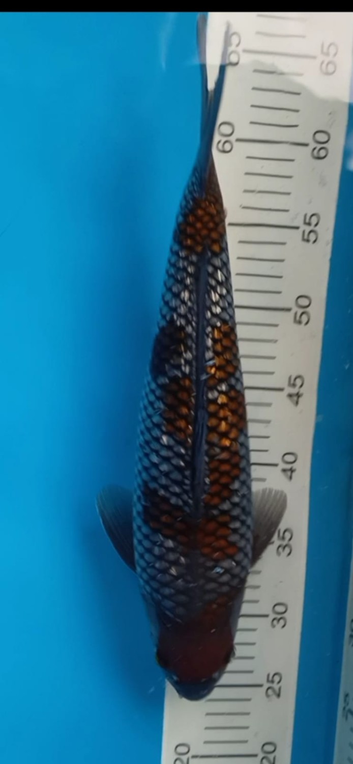 Juara 3