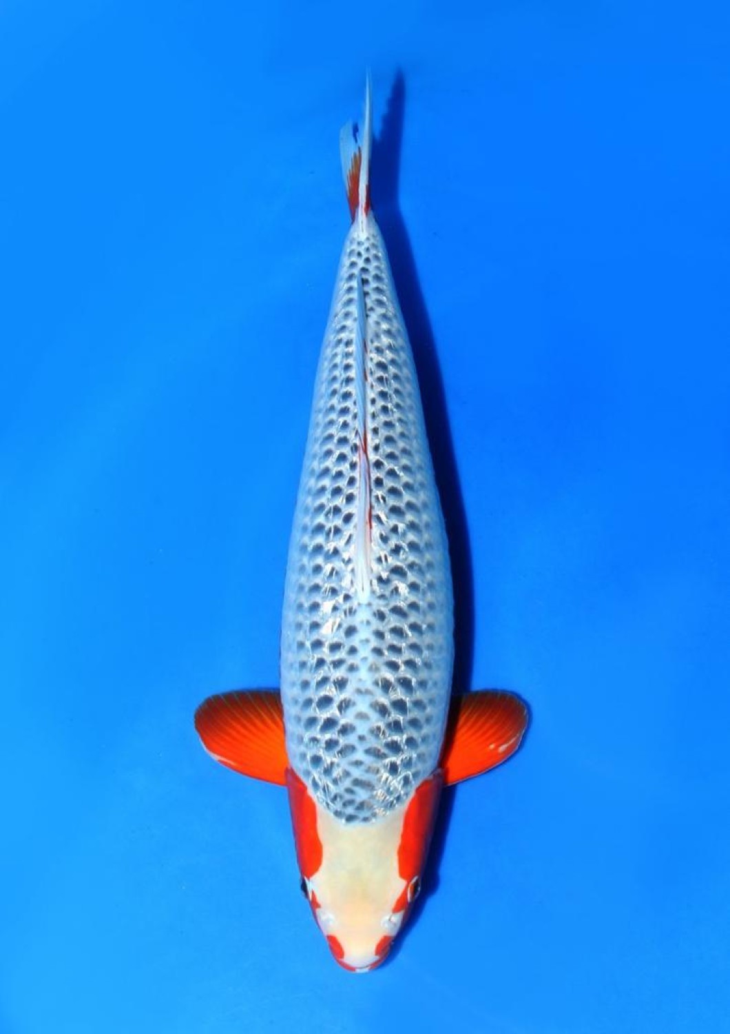 Juara 2