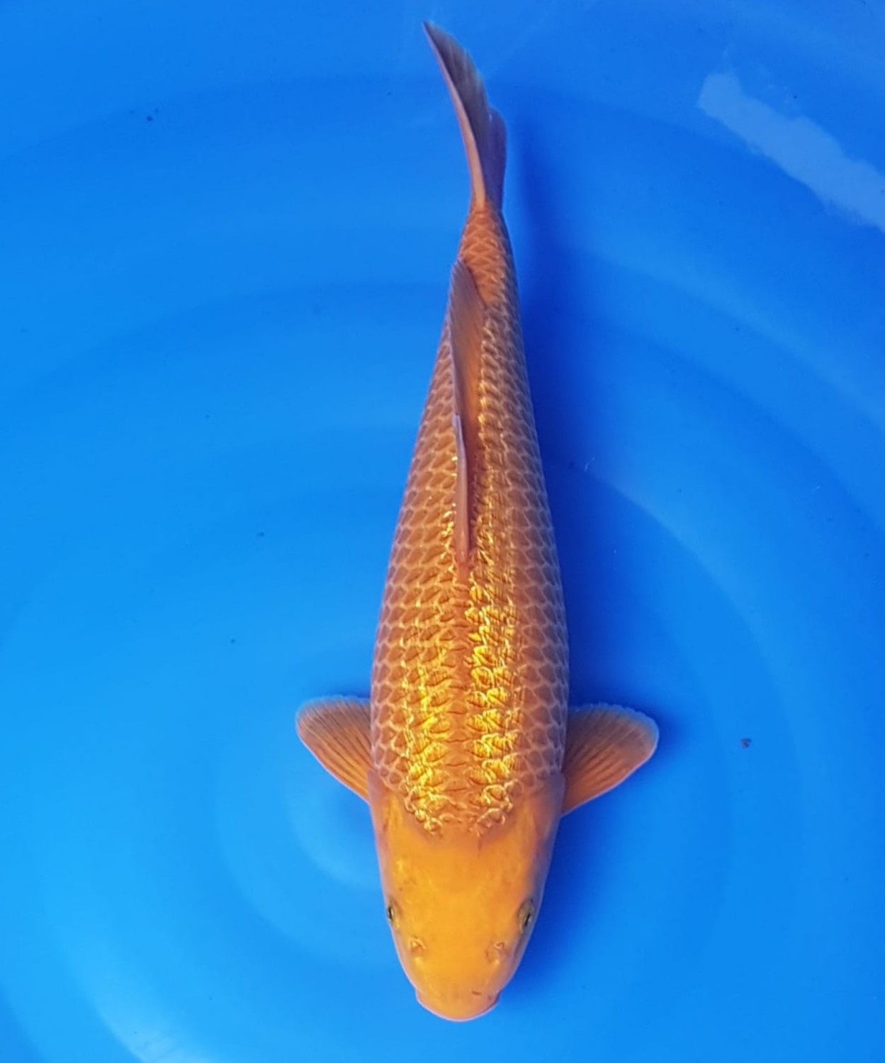 Juara 5