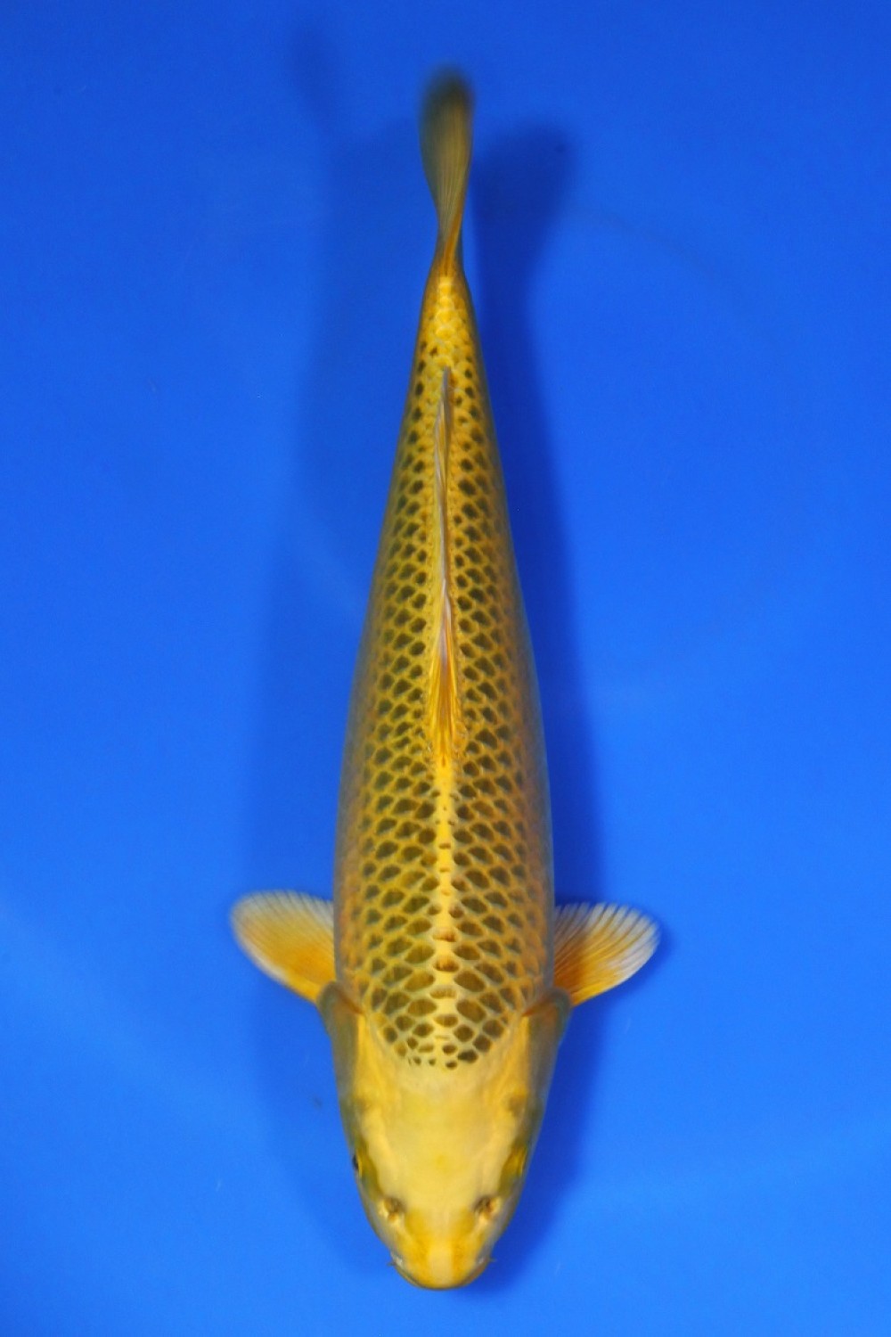 Juara 1